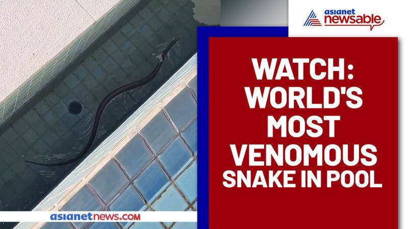 Family finds world's deadliest snake in their swimming pool - gps