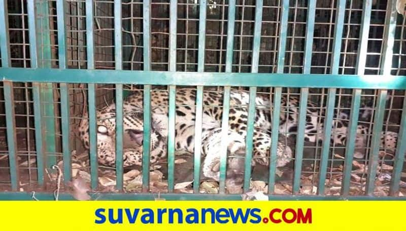 Leopard Trappped in to the Cage in Gangavati in Koppal grg