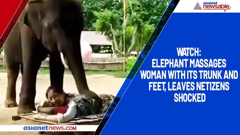 Watch Elephant massages woman with its trunk and feet, leaves netizens shocked-tgy