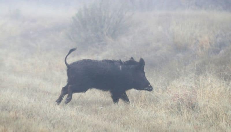 Wild boars destroying paddy crops ... Will the Sivagangai District Collector find out ..?