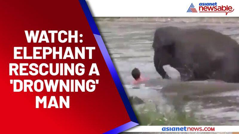 Baby Elephant Rescuing 'Drowning' Man; video goes viral - gps