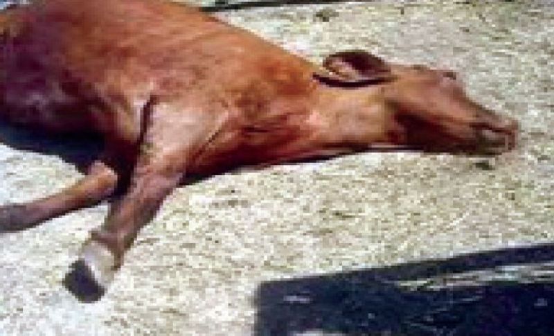 Person Arrested for Cow Killed in Vijayapura grg