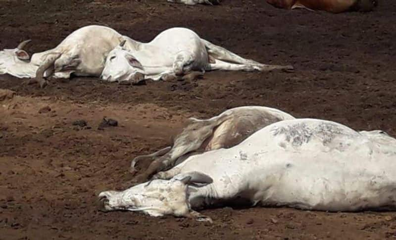 Miscreants Killed Three Cow at Sirsi in Uttara Kannada grg