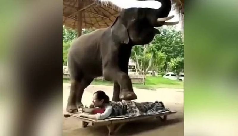 Elephant Massaging A Woman Video viral