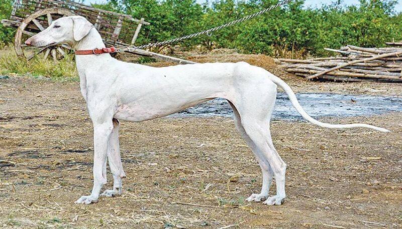 SP Lokesh Jagalaskar Says Mudhol Breed Dog Use in Police Department grg