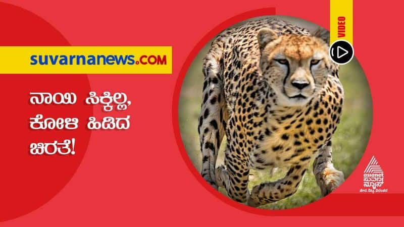 Karwar Cheetah Eats Chicken hls