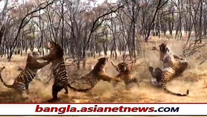 ঝটিতি এলোপাথারি থাবা, পর্যটকদের সামনেই দুই বাঘের হিংস্র লড়াই - দেখুন ভাইরাল ভিডিও