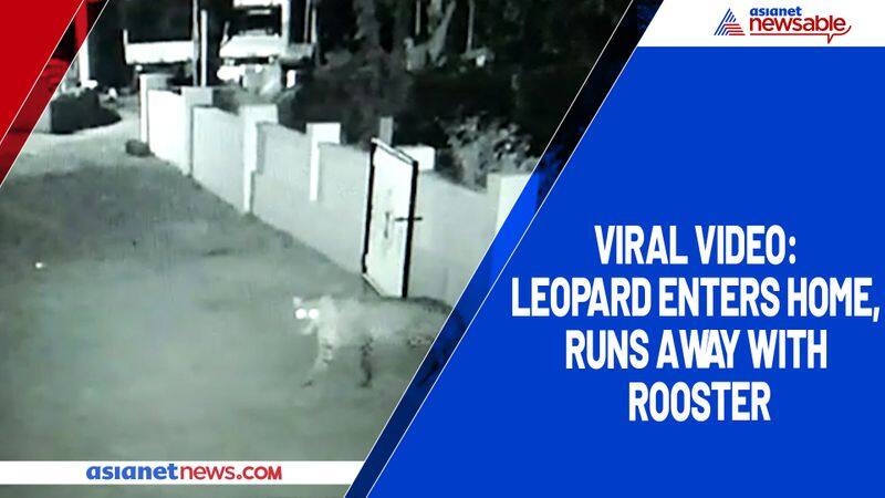 Viral Video: Leopard enters home, runs away with rooster-ycb