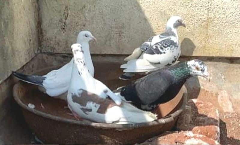 how to keep pigeons away from my balcony rsl