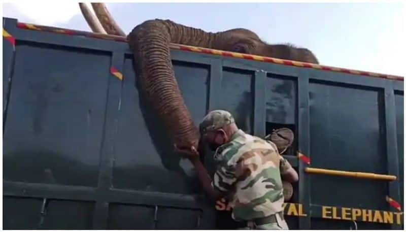 The heartbreaking scene of the elephant being killed by fire ... Video released