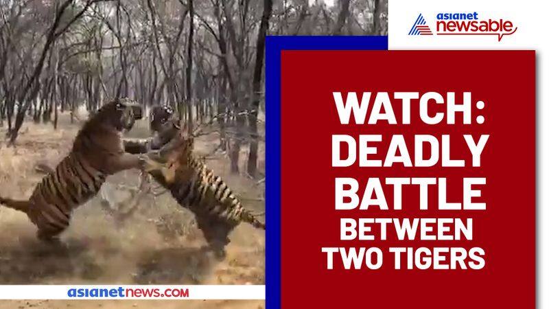 Watch Two tiger's horrifying fight in a forest; video goes viral - gps