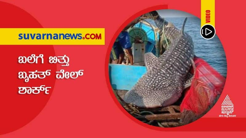 Whale Shark in Fishermen Net in Karwar hls