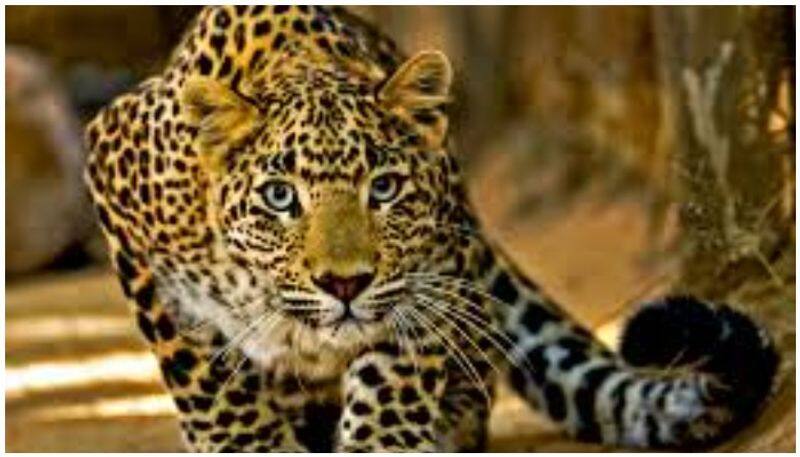 Increased Anxiety for Leopard Rumor in Gadag grg