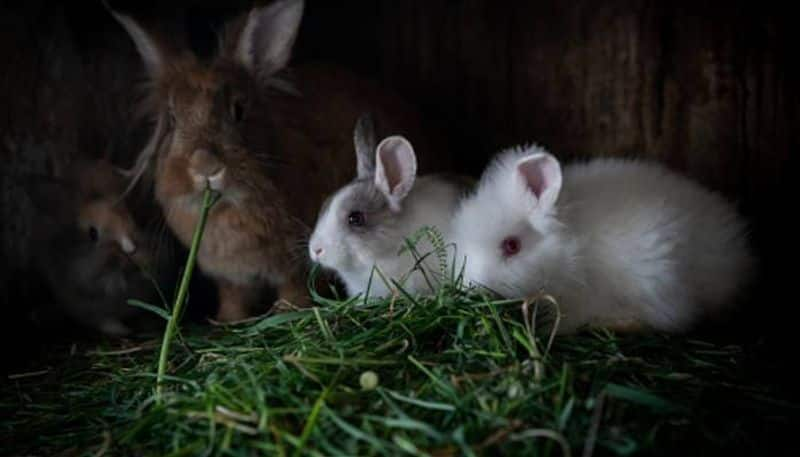 profitable rabbit farming