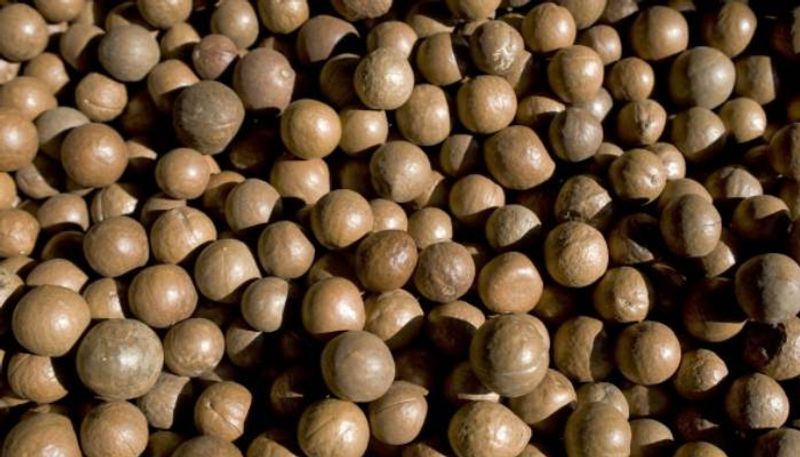 Macadamia Nuts how to grow