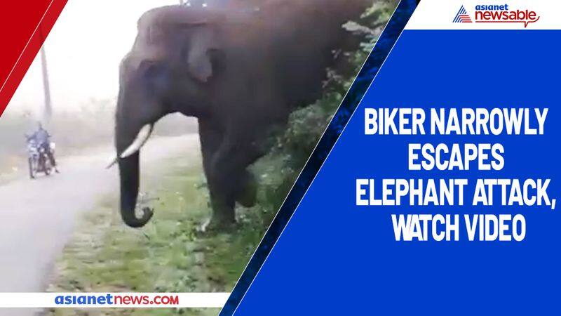 Biker narrowly escapes elephant attack, watch video-ycb