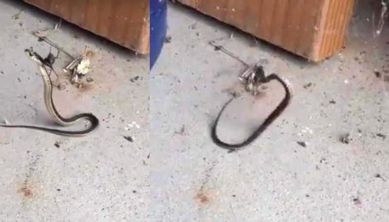 video of snake traped in web spider