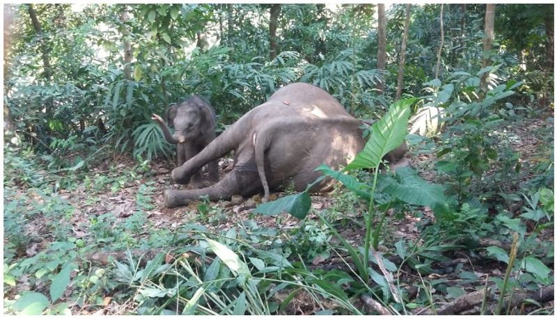 Elephant Died for Electric Shock at Gundlupete in Chamarajanagar grg