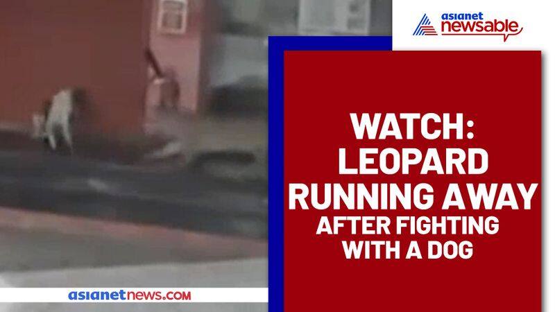 Leopard vs Dog: Watch who wins the battle? - gps