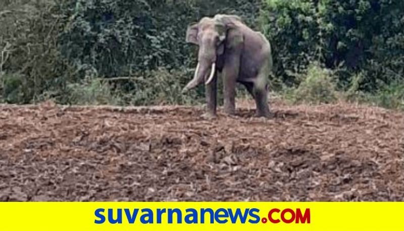 minister Limbavali orders to release elephant Kusha snr