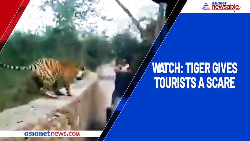 Watch Tiger gives tourists a scare-tgy