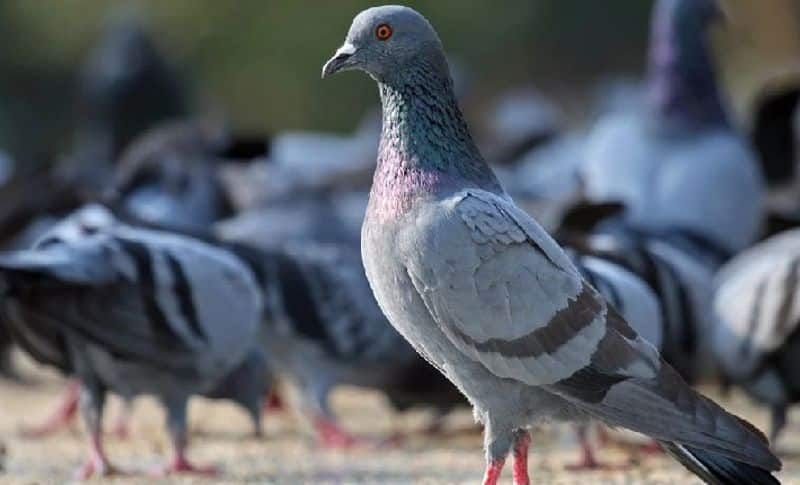 Having a pigeon nest in the house is auspicious or inauspicious skr