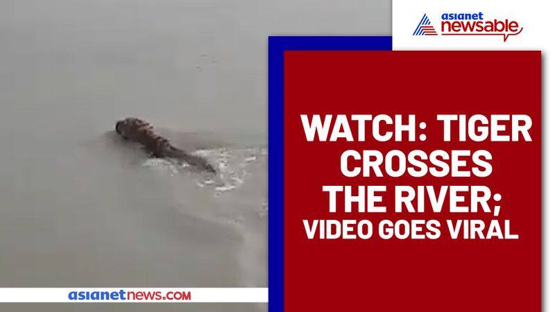 Tiger crossing a river; Watch viral video - gps