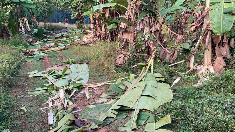 wild tuskers destroys farms as cashew fruit ripens in village farmers in huge loss and fear etj