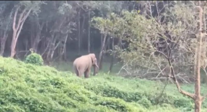 35 year Old Elephant Dies in Nagarahole snr