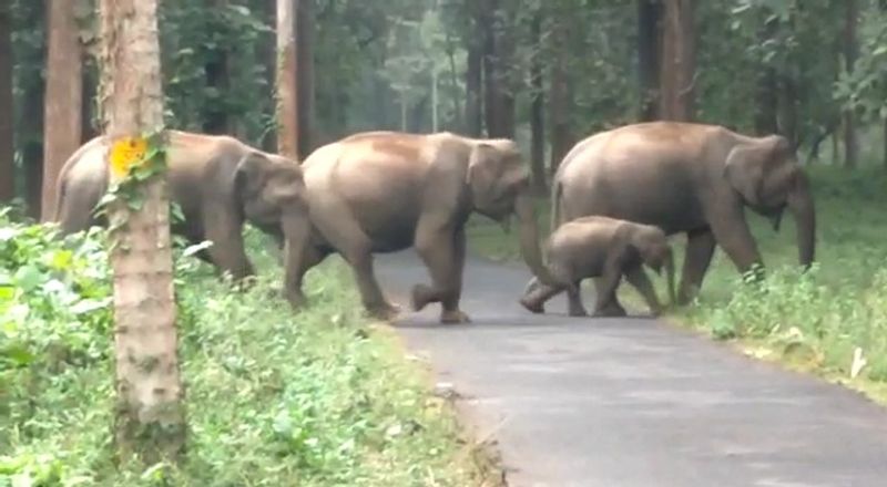 Wolf leopard wild elephant attack in this up village