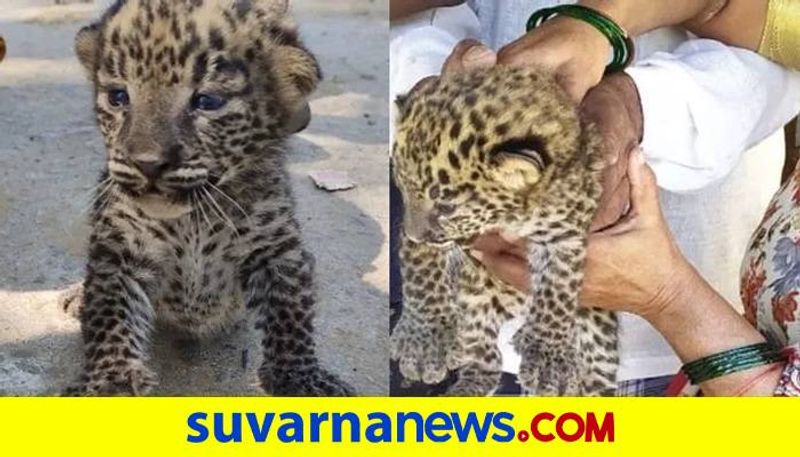 Leopard cubs Photos Goes on Viral in Social Media grg