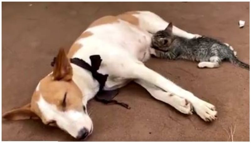 Kittens feeds on milk from a nursing dog in Nigeria viral video