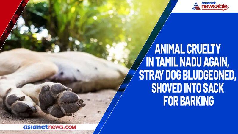 Animal cruelty in Tamil Nadu again, stray dog bludgeoned, shoved into sack for barking-ycb