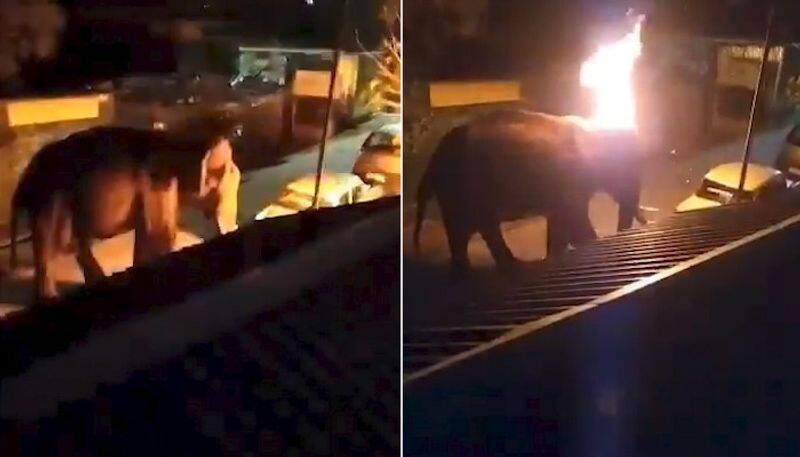 Another elephant murdered in India: Burning tyre thrown at jumbo, where's our humanity? ANK