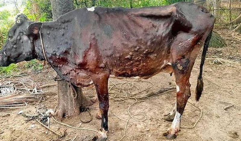 Cattle Went to the Slaughterhouse Due to Lumpy Skin Disease in Belagavi grg