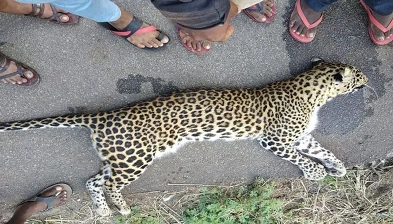 Father and Son Killed Leopard for Attack at Hangal in Haveri grg