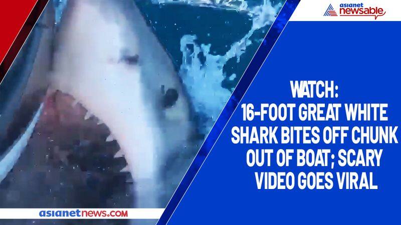 Watch 16-foot Great White shark bites off chunk out of boat; scary video goes viral-tgy