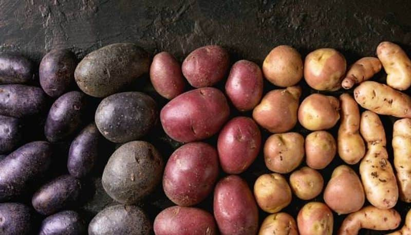 variety of potato you can grow in greenhouse