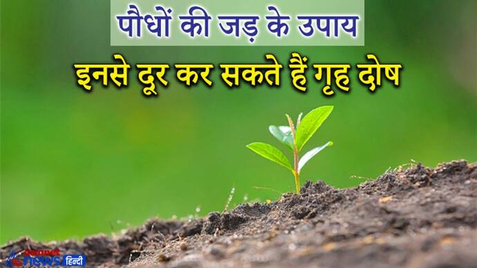 पौधों की जड़ से भी दूर हो सकते हैं ग्रहों के दोष और मिलने लगते हैं शुभ फल, ये हैं आसान उपाय