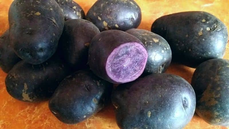 variety of potato you can grow in greenhouse