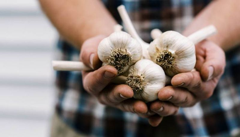 how to grow supermarket garlic in home