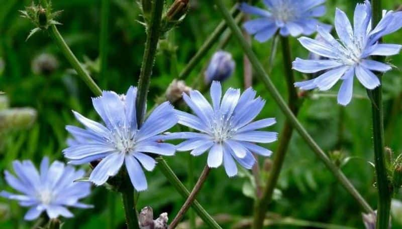 Chicory farming how to grow and tips