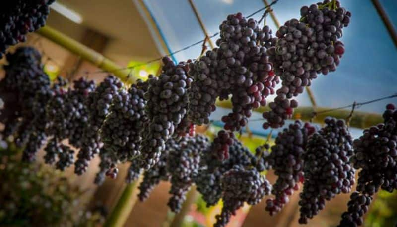 how to grow grapes in greenhouse