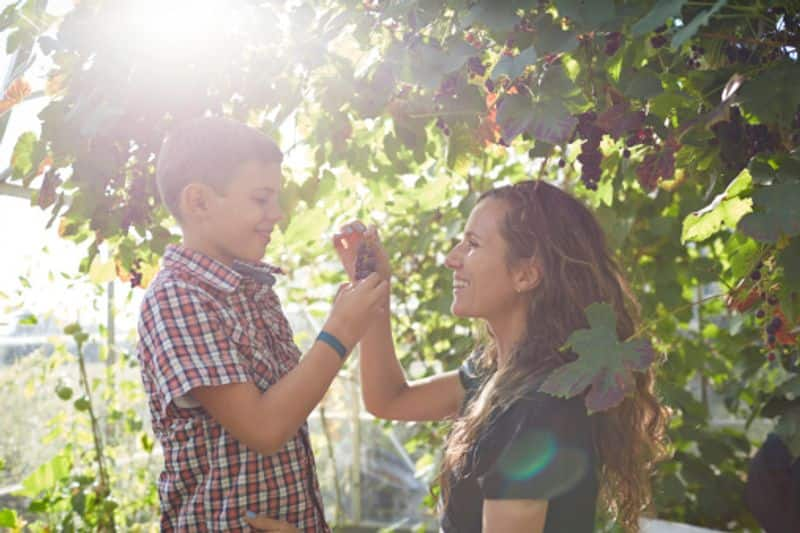 how to grow grapes in greenhouse