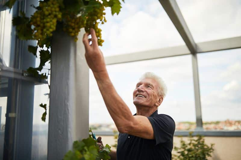 how to grow grapes in greenhouse