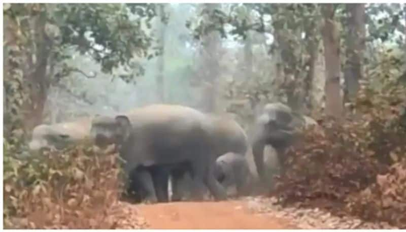 viral video of a happy elephant family is just so cute