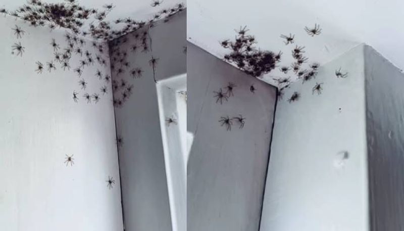 Woman Finds Dozens Of Spiders In Her House