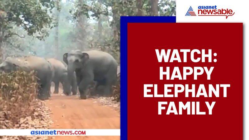 Happy elephant family is just so cute, Video goes viral - gps