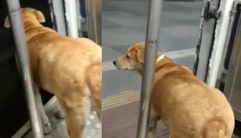 Adorable video of dog waiting patiently to get off a train goes viral