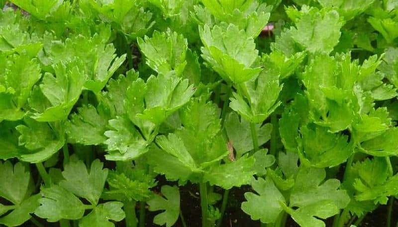 leafy vegetable Celery how to grow